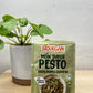 PestoBasilicSpirulineEpinard-Biovegan-Monukiyo-Sion-Valais